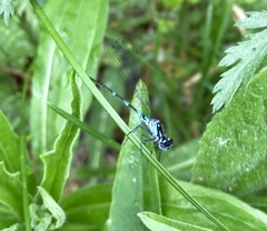 Coenagrion pulchellum