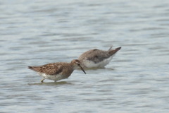 Calidris acuminata