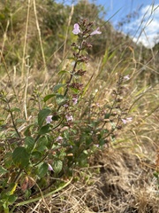 Clinopodium menthifolium ascendens