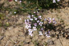 Diplopeltis huegelii