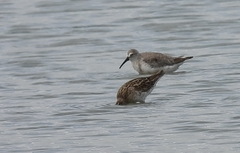 Calidris ferruginea