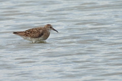 Calidris acuminata