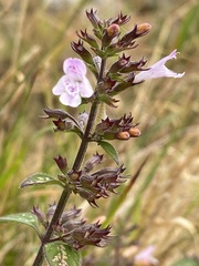 Clinopodium menthifolium ascendens