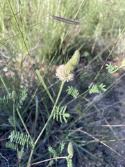 Dalea albiflora