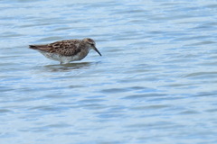 Calidris acuminata
