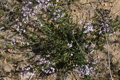 Diplopeltis huegelii