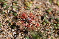 Drosera walyunga