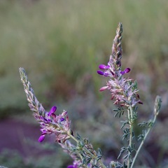 Dalea pogonathera