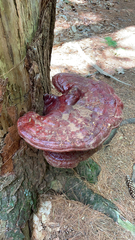 Ganoderma tsugae