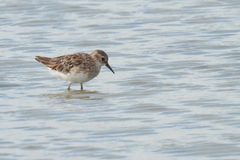 Calidris subminuta