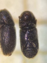 Scolytinae