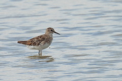 Calidris subminuta