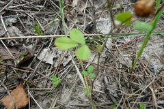 Trifolium campestre