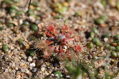 Drosera walyunga