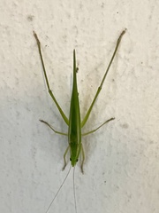 Copiphorini