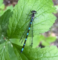 Coenagrion pulchellum