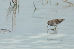 Calidris subminuta