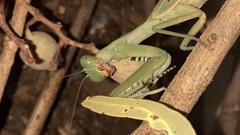 Sphodropoda quinquedens