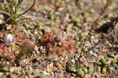 Drosera walyunga
