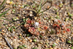 Drosera walyunga