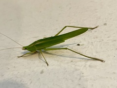 Copiphorini