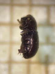 Scolytinae