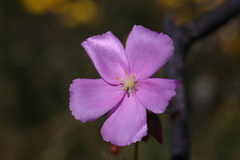 Drosera drummondii