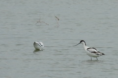 Recurvirostra avosetta