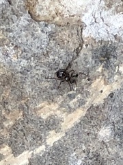 Steatoda borealis