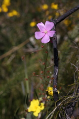 Drosera drummondii