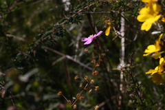 Drosera drummondii