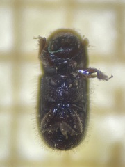 Scolytinae