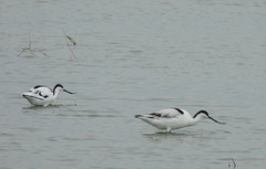 Recurvirostra avosetta