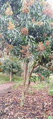 Mangifera