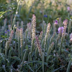 Tragus berteronianus