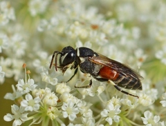 Hylaeus variegatus