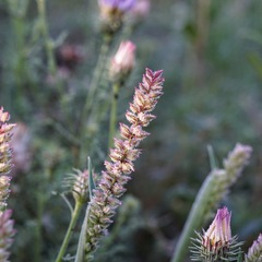 Tragus berteronianus