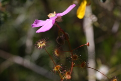 Drosera drummondii