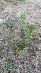 Erigeron canadensis