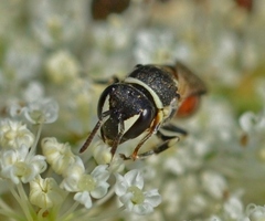 Hylaeus variegatus