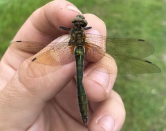 Cordulia aenea aenea