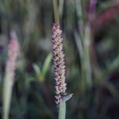 Tragus berteronianus