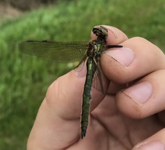 Cordulia aenea aenea