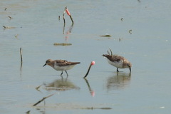 Calidris ruficollis
