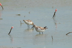 Calidris ruficollis