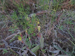 Caladenia toxochila