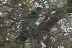 Barnardius zonarius