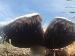 Agaricus hondensis