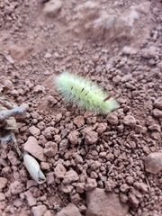 Calliteara pudibunda