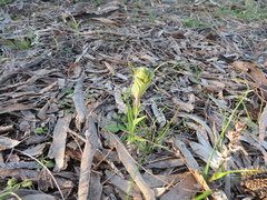 Pterostylis robusta